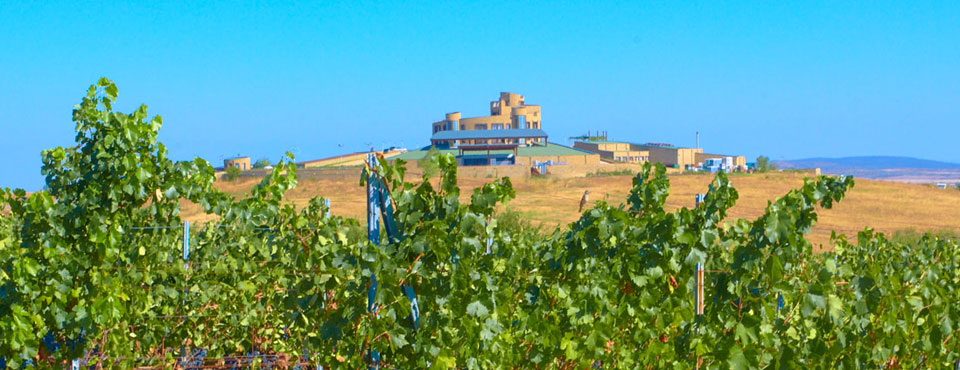 Edoardo Miroglio Wine Cellar