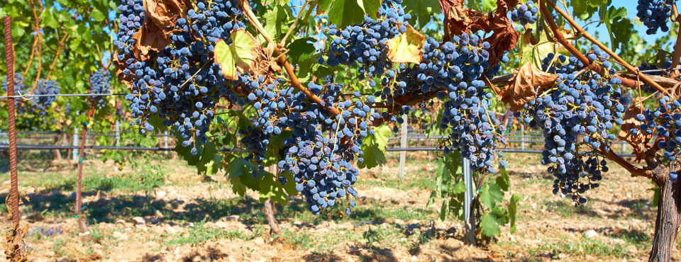 Edoardo Miroglio Wine Cellar