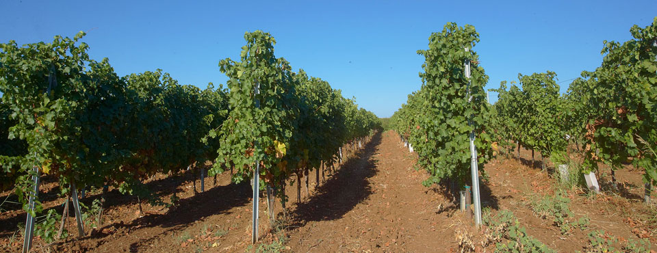 Edoardo Miroglio Wine Cellar