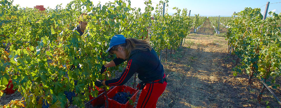 Edoardo Miroglio Wine Cellar