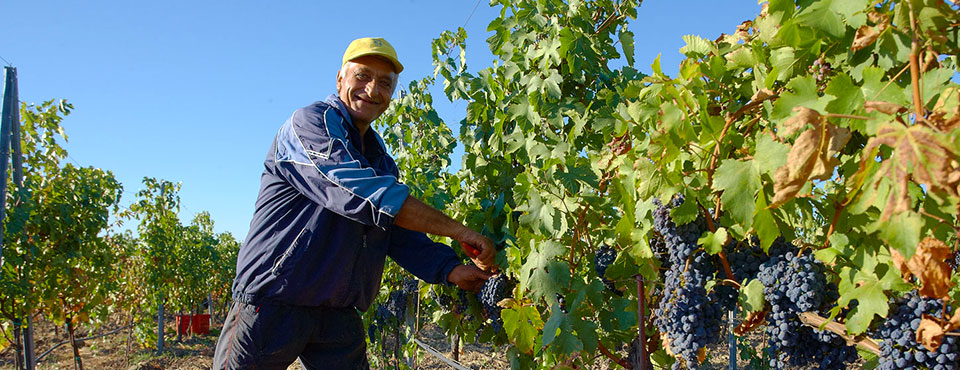Edoardo Miroglio Wine Cellar