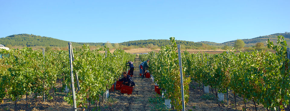 Edoardo Miroglio Wine Cellar